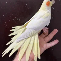 عروس هلندی ماده لوتینو زعفرونی بالغ چشم سبز آلبینو|پرنده|تهران, شکوفه (عبدل آباد)|دیوار