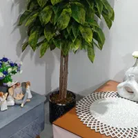 گل از 700 به بالا