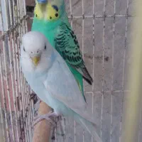 مرغ عشق|پرنده|جیرفت, |دیوار