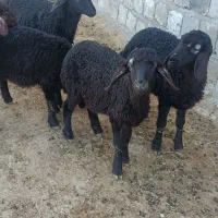 5راس بره ماده