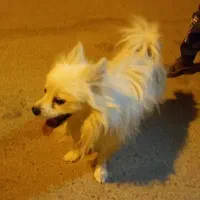 سگ اشپیتز|سگ|زارچ, |دیوار