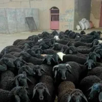 گوسفند خرید مستقیم از دامداری بدونه واسطه زنده