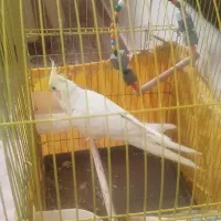 عروس هلندی بازیگوش دستی|پرنده|قزوین, |دیوار