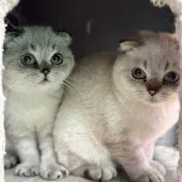 بچه گربه اسکاتیش