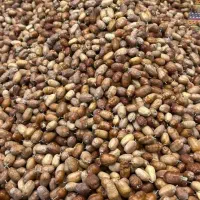 سنجد تازه|خوردنی و آشامیدنی|تهران, شهرک ولیعصر شمالی|دیوار