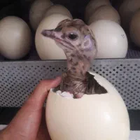 دستگاه و تجهیزات کامل جوجه کشی و پرورش شترمرغ