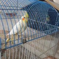 یک جفت عروس هلندی لوتینو سینامون