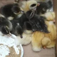 جوجه اردک|حیوانات مزرعه|رشت, گیل|دیوار