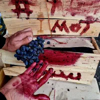 انگور سیاه دیم سردشت کردستان(( قریشی))|خوردنی و آشامیدنی|مشهد, رسالت|دیوار