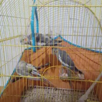 عروس هلندی