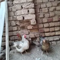 3تامرغ تخم گذاری سالم به فروش می‌رسد دونه هشتصد