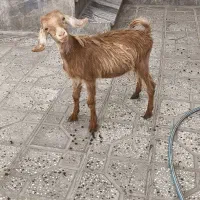 بزغاله ماده