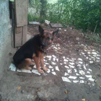 فروش یه قلاده سگ ژرمن ماده|سگ|سیاهکل, |دیوار