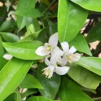 تهاتر خانه باغ با یک واحد آپارتمان