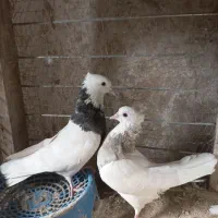 کبوتر طوقی هفت رنگ