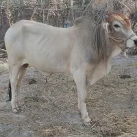 گاو نر دو تا برای قربانی