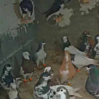 کبوتر|پرنده|جره و بالاده, |دیوار