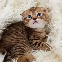 اسکاتیش های اصیل|گربه|مشهد, امیریه|دیوار