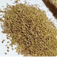 بذر یونجه