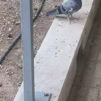جوجه کبوتر