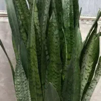 گل طبیعی سانسوریا