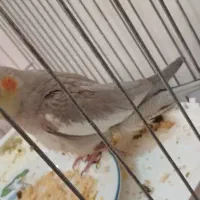 عروس هلندی|پرنده|دهاقان, |دیوار