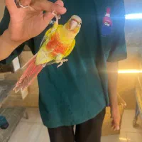 جوجه گرینچیک سرلاکی و نرم خور