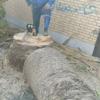 اصلاح درخت (اره بنزینی)اره برقی.قطع درخت