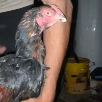 جوجه خروس لاری