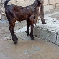 بزبیگ کامورایی