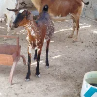 کهره اوس کهره نزار