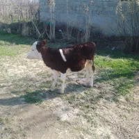 گوساله ماده سمینتال