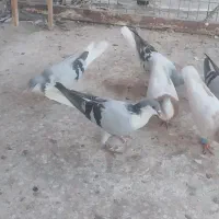 رنگی پرنده ۶ تا