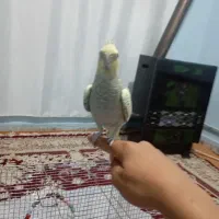 عروس هلندی دستی|پرنده|بیجار, |دیوار