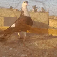 کفترساده کلاغ