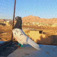 سوسکی.کله سیاه