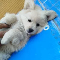 پامریعن عروسکی توله دو ماه|سگ|اصفهان, قائمیه|دیوار