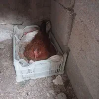 مرغ کرک