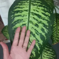 گل دیفن فقط معاوضه