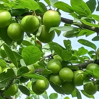 کلبه ویلایی|اسکان اضطراری|لاهیجان, بازکیاگوراب|دیوار