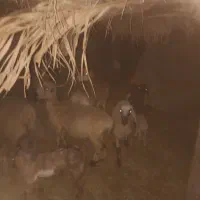 گوسفند فروشی