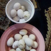 تخم مرغ نطفه دار گلین لری