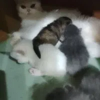 گربه بریتیش،اسکاتیش