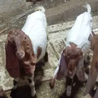 کهره داشتی دوتا نر هست