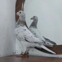 کبوتر سار نر جنگی به شرط تیرشو بازی