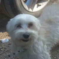 پاکوتاه سفید