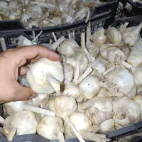 سیر|خوردنی و آشامیدنی|هرسین, |دیوار