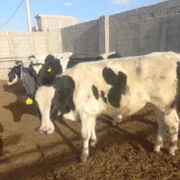 گوساله نر|حیوانات مزرعه|ماهدشت, |دیوار