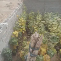 فروش نهال انجیر