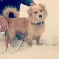 سگ نژادپاکوتا